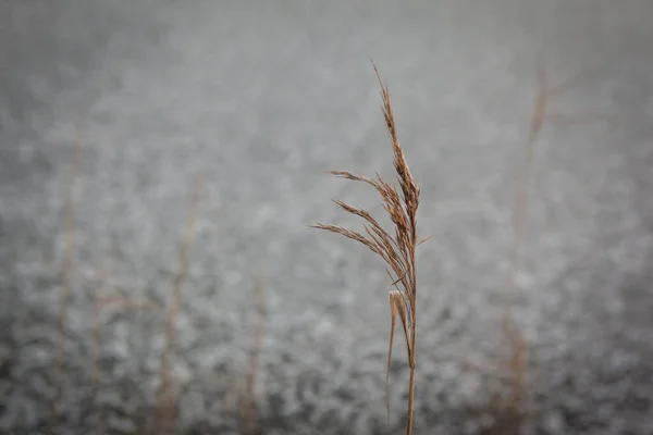 Una Paja Trigo Fría Nieve — Foto de Stock