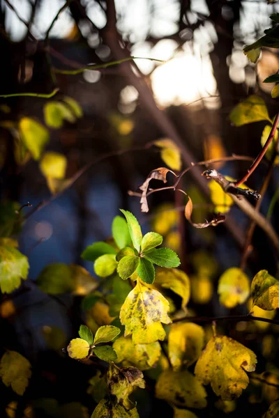 Zbliżenie Zielonych Pomarańczowych Liści Lesie — Zdjęcie stockowe