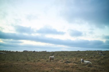 Bulutlu bir günde açık bir tarlada dinlenen bir koyun sürüsü