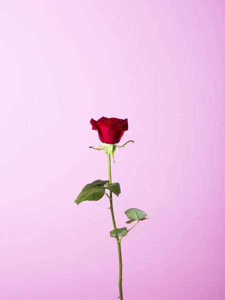 Front Rose Fond Violet — Photo