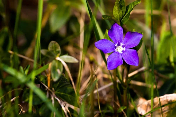 Közelkép Egy Kis Lila Virág Fűben — Stock Fotó