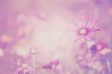 Cosmos çiçek tatlı renk arka plan bulanık