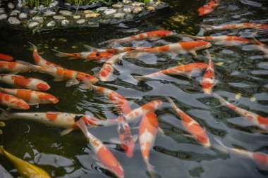 Birlikte gölde yüzmeye fantezi Japon Koi sazan 