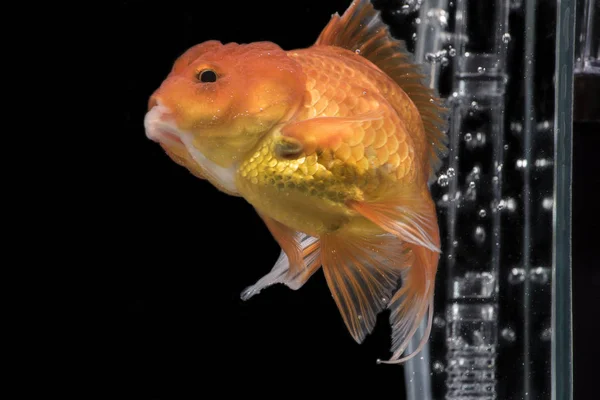 Goldfish movement with bubbles & water pumps in the tank on darkness background