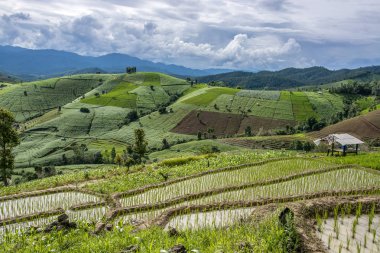 Yeşillik pirinç teras alanları yağışlı sezon nakli ile bambu kulübe Chiang Mai, Tayland Baan Pa Pong Peang Köyü'nde dağda hazırlamak