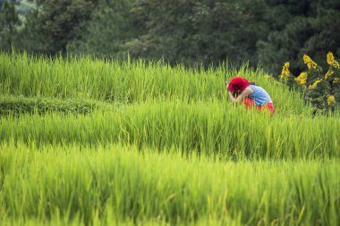 Turist takeing fotoğraf Chiang Mai Tayland at Baan Pa Bong Piang Köyü'nde alanıyla yeşillik pirinç Teras