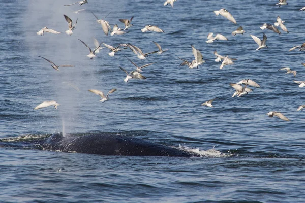 Bryde'nın balina martılar ile besleme Tayland Körfezi'nde ağzından küçük balık yemek