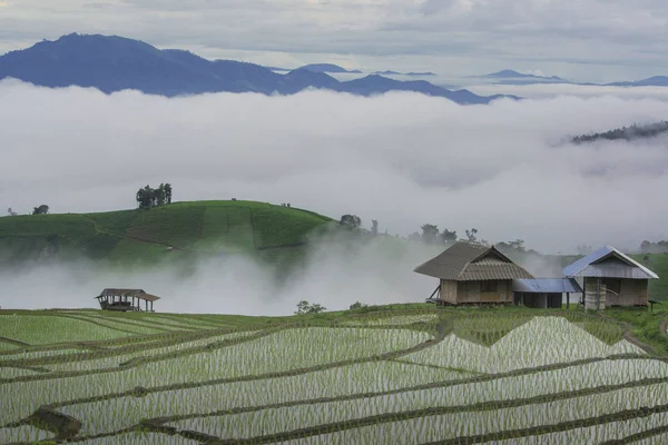 Los Campos Terraza Arroz Con Vegetación Temporada Lluvias Preparan Para — Foto de Stock