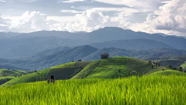 Vista Aérea Terraza Arroz Que Muestra Las Capas Montaña Agricultura — Foto de Stock