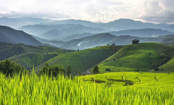 Campo Con Terrazas Arroz Verde Aldea Baan Bong Piang Chiangmai — Foto de Stock