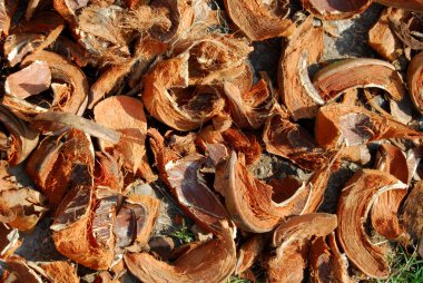 Hindistan cevizi lifi