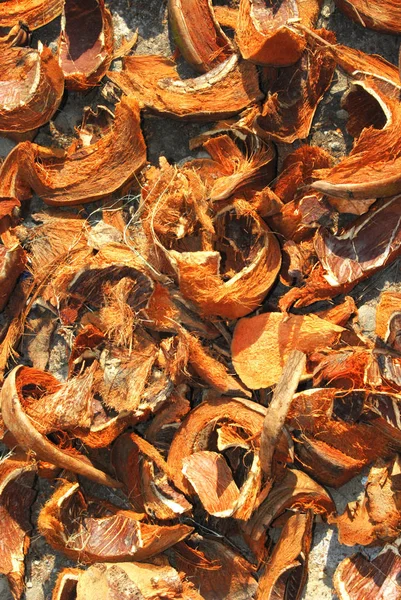 Hindistan cevizi lifi