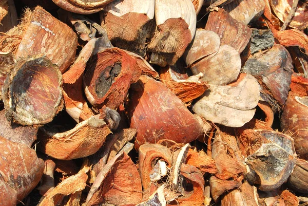 Hindistan cevizi lifi