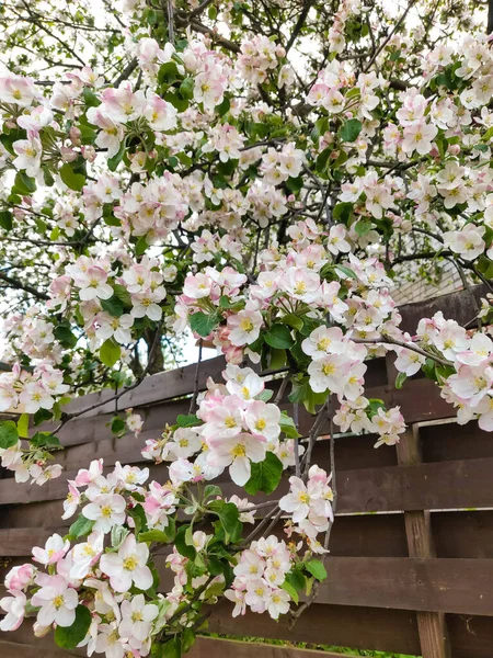 Ramos Uma Macieira Florescente Sobre Uma Cerca Madeira — Fotografia de Stock