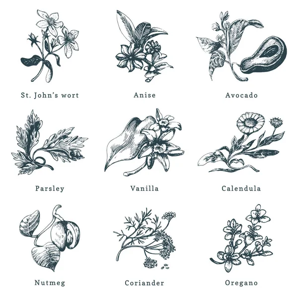 Conjunto Vectores Hierbas Especias Dibujadas Ilustraciones Botánicas Plantas Ecológicas Utilizado — Vector de stock