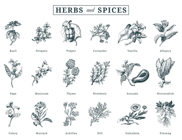Drawn Herbs Spices Vector Set Botanical Illustrations Organic Eco Plants — Stock Vector