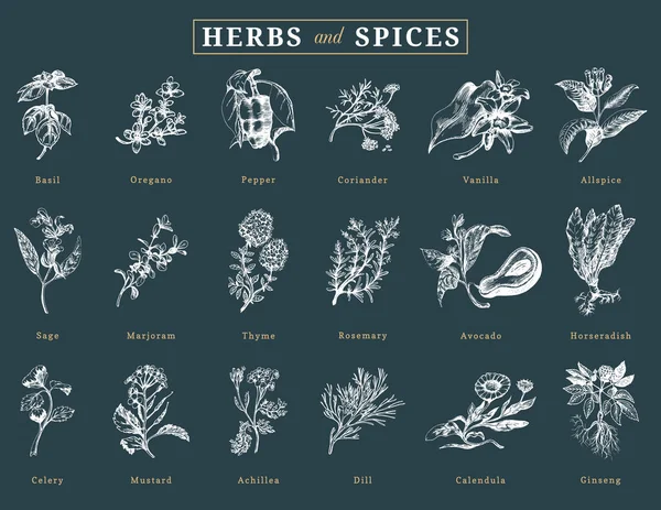 Drawn Herbs Spices Vector Set Botanical Illustrations Organic Eco Plants — Stock Vector