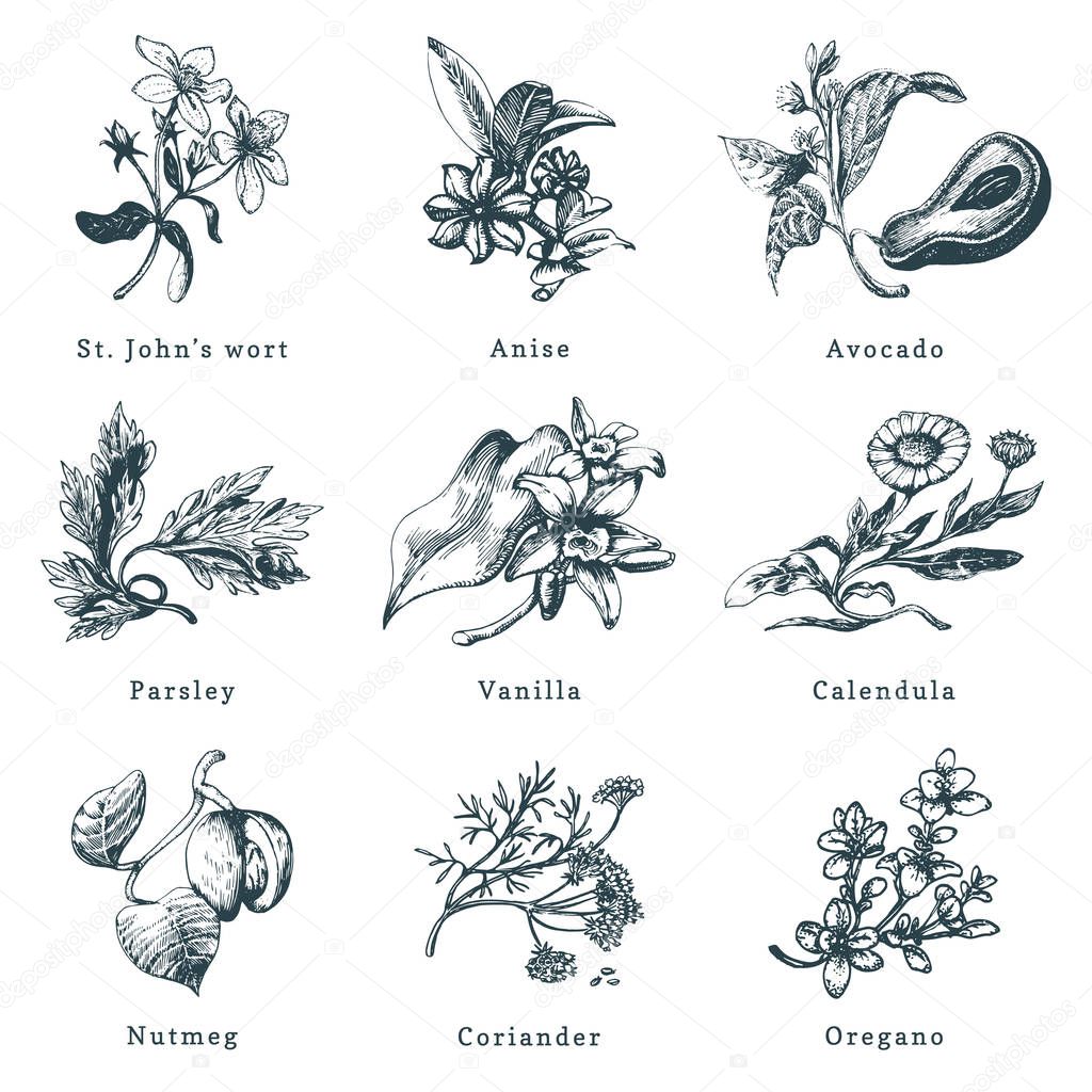 Drawn herbs and spices vector set. Botanical illustrations of organic, eco plants. Used for farm sticker, shop label etc.