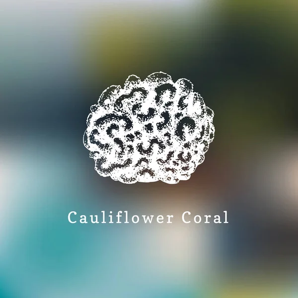 Cauliflower Coral Vector Illustration Drawing Sea Polyp — Stock Vector
