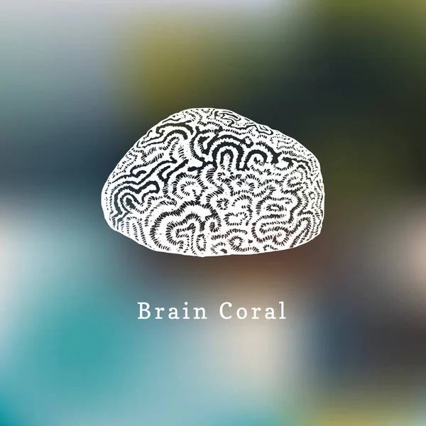 Hersenen Coral Vector Illustratie Tekening Van Zee Poliep — Stockvector