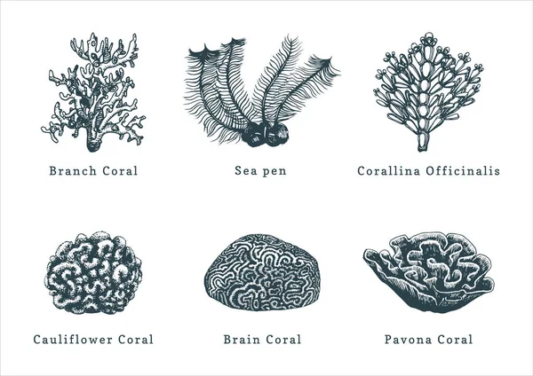 Ilustrações Vetoriais Corais Coleção Pólipos Marinhos Desenhados Sobre Fundo Branco —  Vetores de Stock