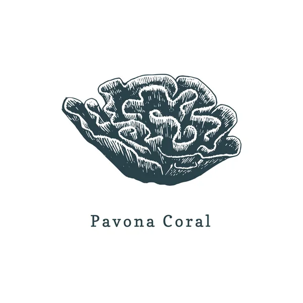 Ilustração Vetorial Coral Pavona Desenho Pólipo Marinho Sobre Fundo Branco —  Vetores de Stock