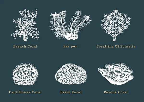 Ilustrações Vetoriais Corais Recolha Pólipos Marinhos Desenhados — Vetor de Stock