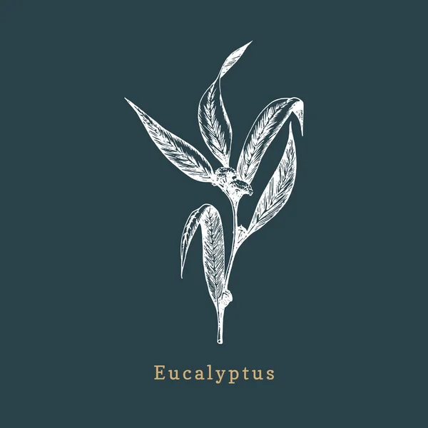 Detailansicht Der Eukalyptusblätter — Stockvektor
