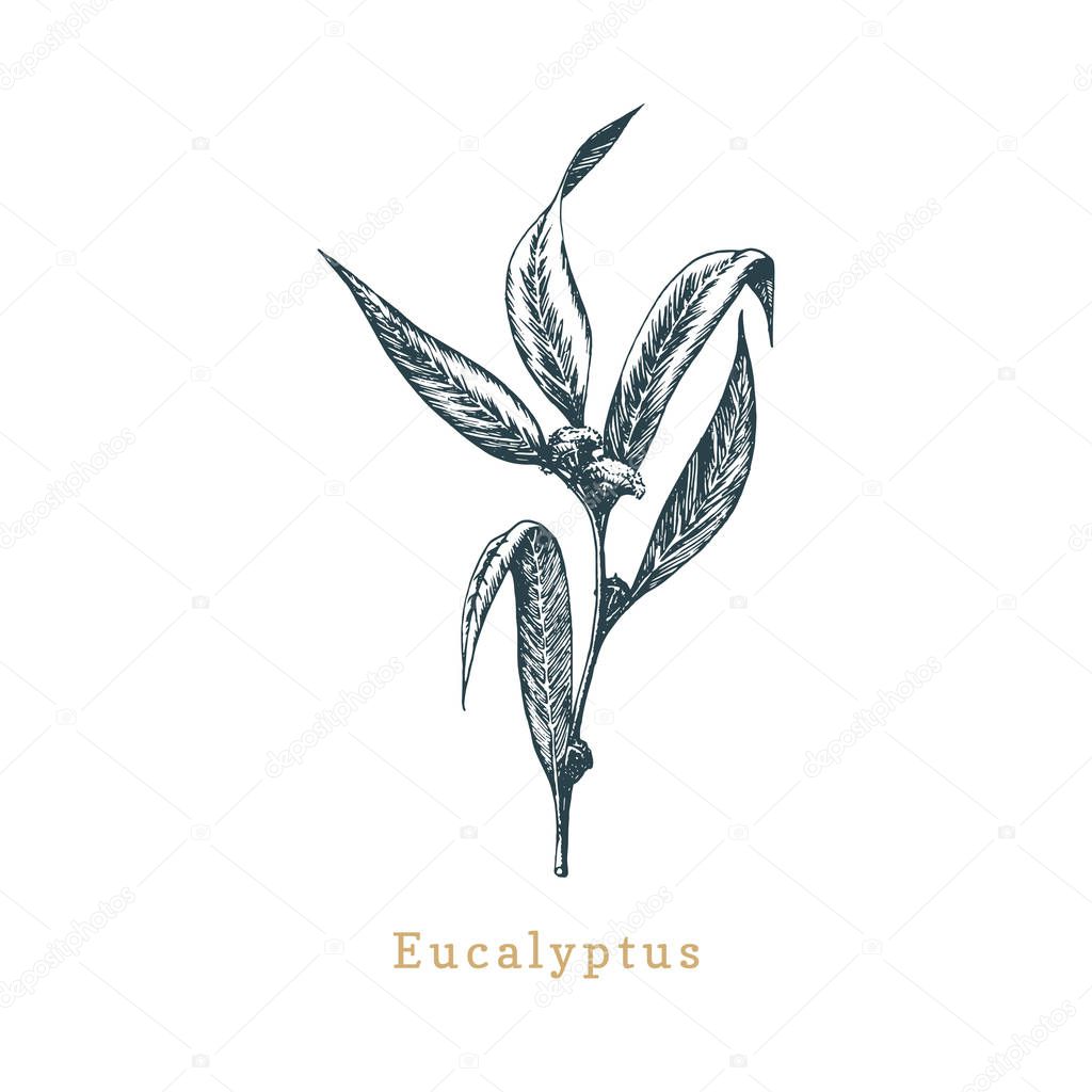 Detail view of Eucalyptus leaves