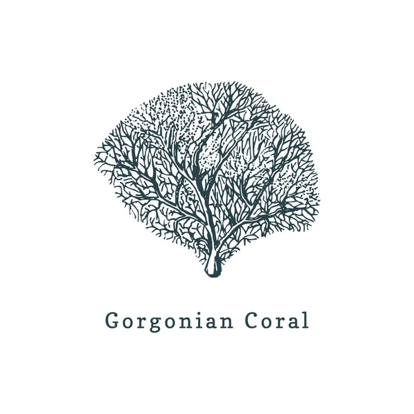 Gorgonian Coral Fehér Háttér — Stock Vector