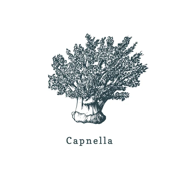 Capnella Coral White Background — Stock Vector
