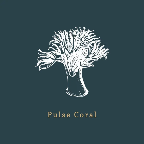 Coral Pulso Sobre Fundo Preto — Vetor de Stock