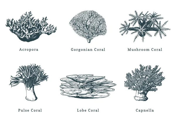 Collectie Van Getekende Zee Koralen Witte Achtergrond — Stockvector