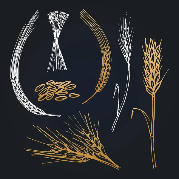 Set Various Hand Drawn Wheat Ears Vector Illustration — Stock Vector