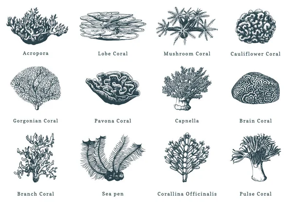 Vectorillustraties Van Koralen Collectie Van Getekende Zee Poliepen — Stockvector