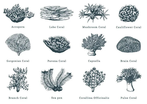 Ilustrações Vetoriais Corais Recolha Pólipos Marinhos Desenhados — Vetor de Stock