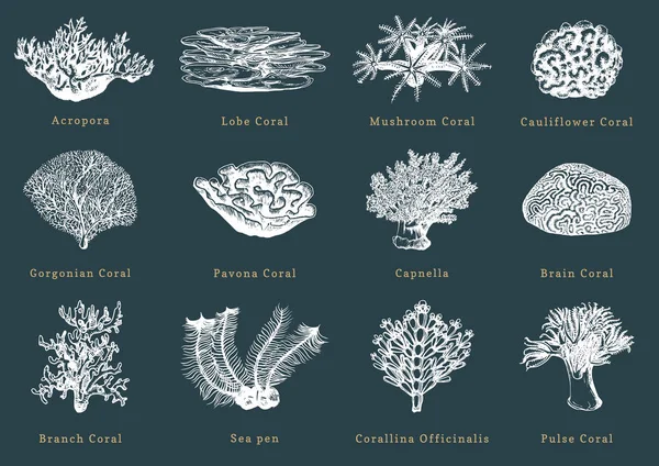 Mercanlar Vektörel Çizimler Çizilmiş Deniz Polipler Topluluğu — Stok Vektör