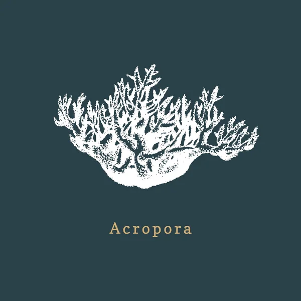 Siyah Arka Plan Üzerindeki Acropora Mercan — Stok Vektör