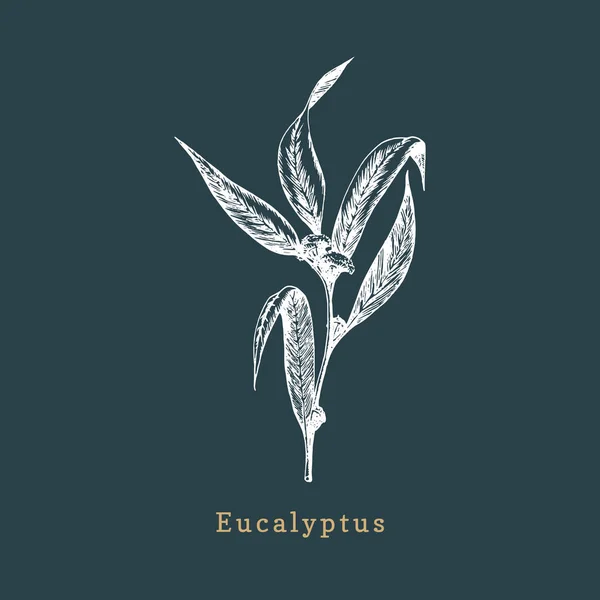 Eukalyptus Handgezeichnete Zeichnung Botanische Illustration Einer Organischen Pflanze Auf Dunklem — Stockvektor