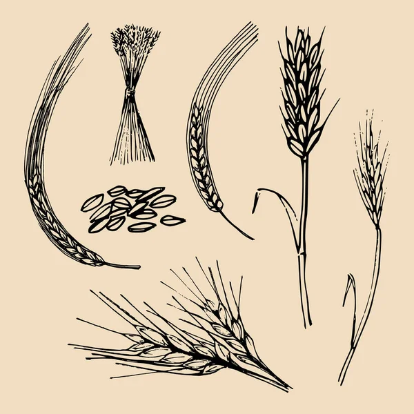 Шипы Колосья Пшеницы Ячменя Ржи Коллекция Ручной Работы Векторные Зерновые — стоковый вектор