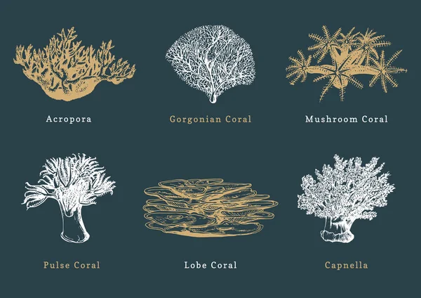 Vector Illustrations Corals Collection Drawn Sea Polyps Dark Background — Stock Vector