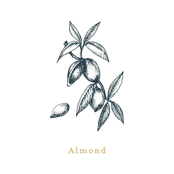 아몬드 분기의 식물 삽화입니다. 종자는 벡터에 스케치. 유기농 식품, 에코 식물 스타일 조각에 그려진. — 스톡 벡터