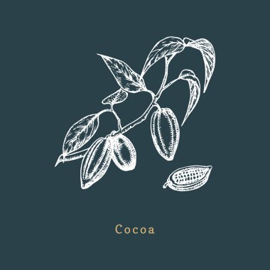 Kakao bean botanik Illustration. Kakao şube sketch vektör. Organik gıda, stil oyma içinde eco bitki çizilmiş.