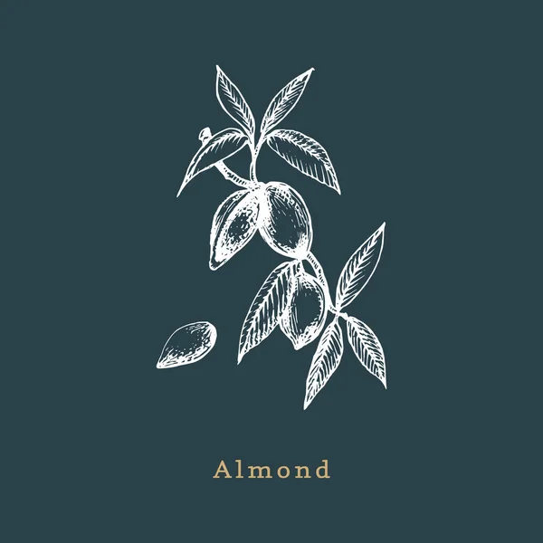 アーモンドの枝の植物の図。種子をベクトルでスケッチします。有機食品、エコ工場スタイルの彫刻を描画. — ストックベクタ