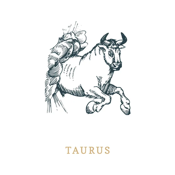 Taurus zodiac symbool, hand getrokken in de gravure van de stijl. Vector grafische retro afbeelding van sterrenbeeld Stier. — Stockvector