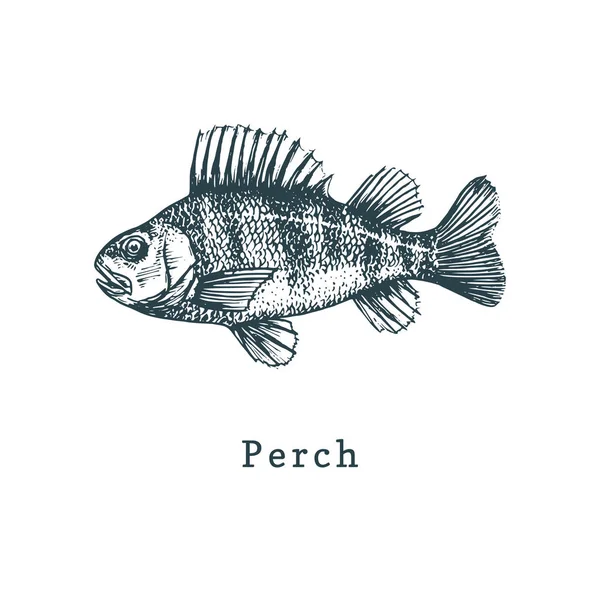 Illustration av abborre. Fisk skiss i vector. Dragna skaldjur i gravyr stil. Används för kan klistermärke, handla etikett etc. — Stock vektor
