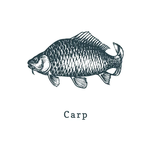 Illustration av karp. Fisk skiss i vector. Dragna skaldjur i gravyr stil. Används för kan klistermärke, handla etikett etc. — Stock vektor