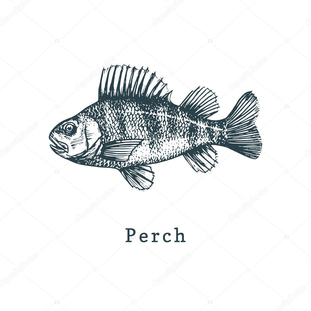 Illustration of perch. Fish sketch in vector. Drawn seafood in engraving style. Used for can sticker, shop label etc.