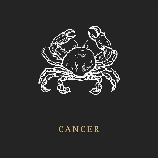 Cancer i zodiaken symbol, hand dras i gravyr stil. Vector graphic retro illustration av astrologiska tecken krabba. — Stock vektor