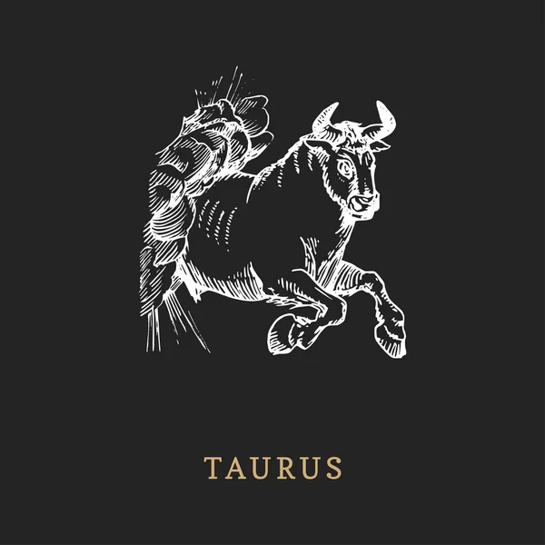 Símbolo zodiacal Tauro, dibujado a mano en estilo grabado. Retro ilustración gráfica vectorial del signo astrológico Bull . — Vector de stock